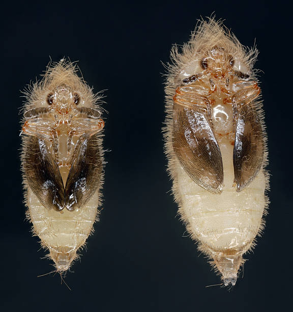 nymphes de l’espèce de coléoptère trogoderma angustum. isolé sur un fond noir. le mâle est à gauche, la femelle à droite. - évolution de lespèce photos et images de collection