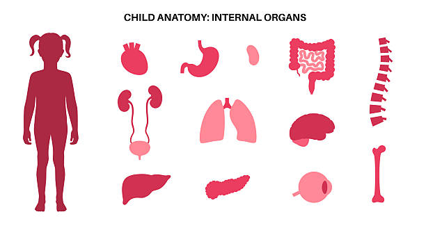 Human internal organs Internal organs in the child body infographic poster. Vital parts of the biological system. Anatomical educational diagram with digestive, respiratory and urinary systems medical vector illustration female urinary system diagram stock illustrations