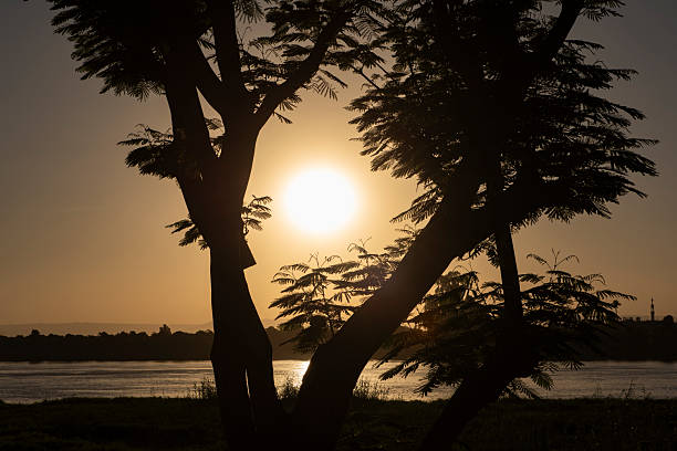 árvore frutífera doum em silhueta à beira de um grande rio ao pôr do sol - palmeira dum - fotografias e filmes do acervo
