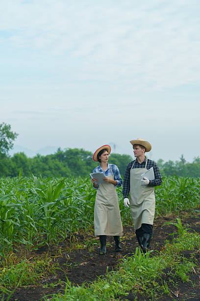 Corn farmers are analyzing and discussing harvesting methods and the best practices for cultivating and maintaining their corn fields.(PHOTO) Corn farmers are analyzing and discussing harvesting methods and the best practices for cultivating and maintaining their corn fields.(PHOTO)