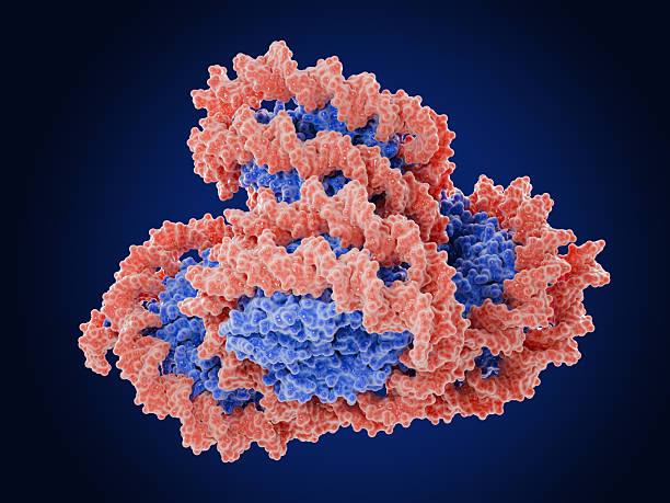 Stacked human nucleosome core particle tetramer. Color code: DNA red, histones blue. stock photo