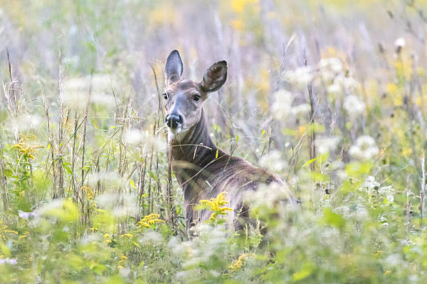 Deer in the Forest stock photo