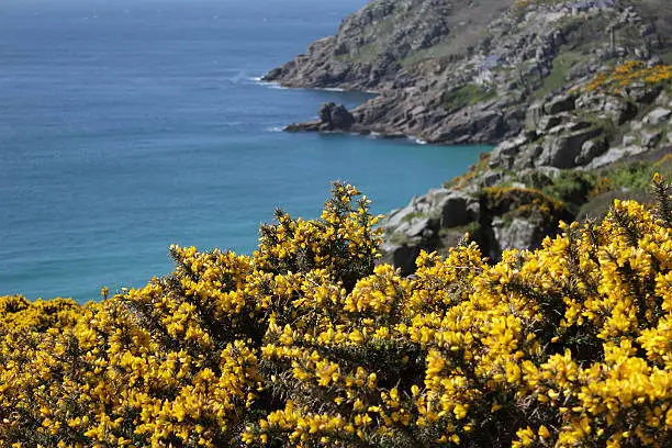 Gorse on Cornish coast looking towards Porthcurno and the MInack Theatre