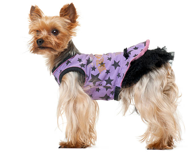 Yorkshire terrier having good time outdoor