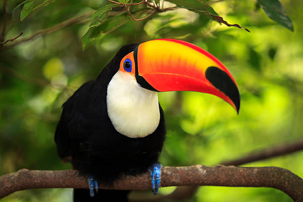 istock Ramphastos toco or common toucan perched on tree branch 450014015