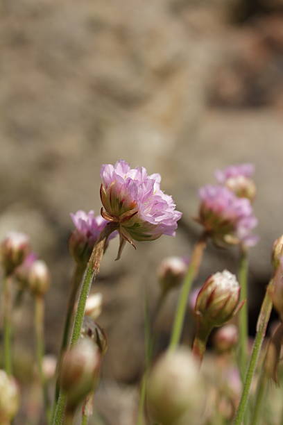 Sea Thrift (Armeria Maritima) stock photo