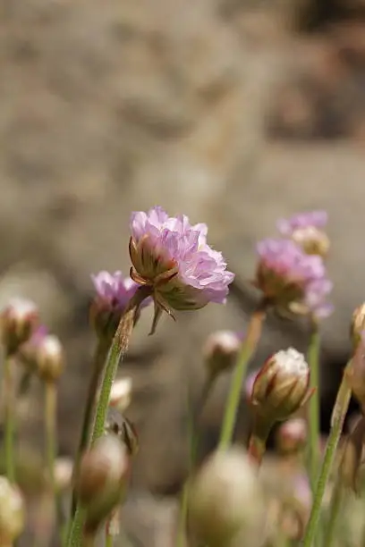 Close up of Sea Thrift