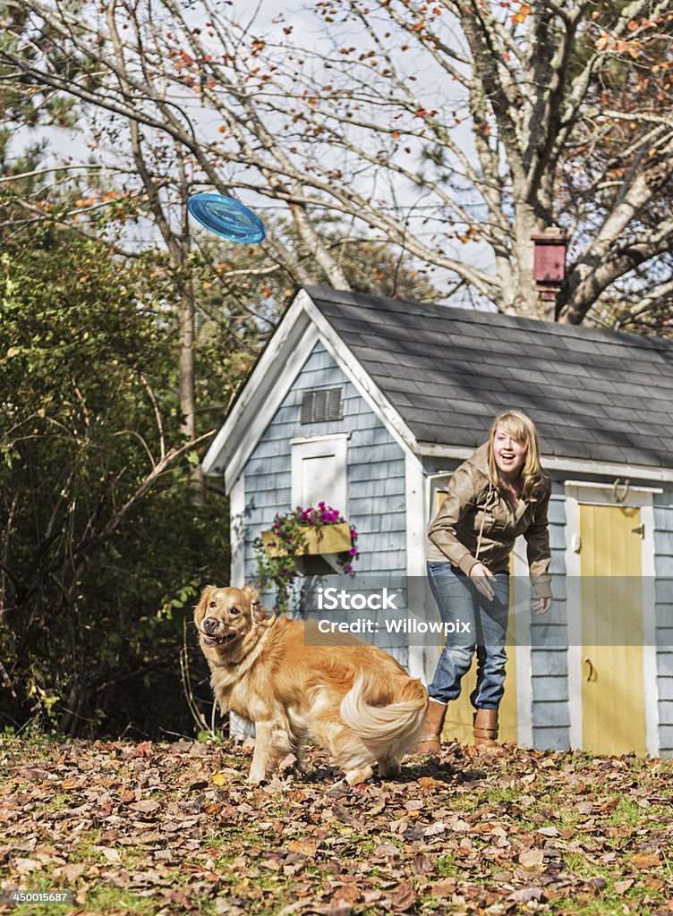 Golden Retriever cane guardando Frisbee - Foto stock royalty-free di 18-19 anni