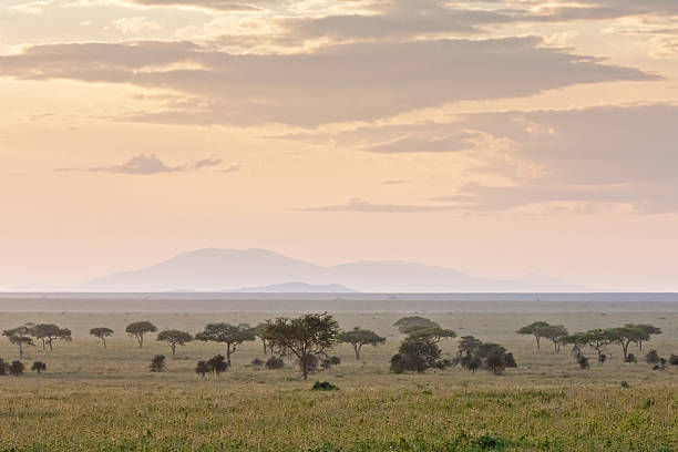 istock Savanna plain at dawn against distance view on mountain background 450015757