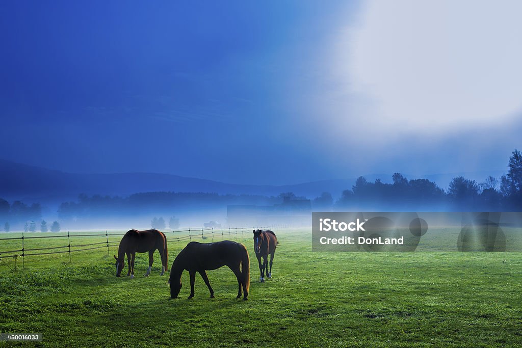Horses in an early morning foggy field, Stowe, Vermont, USA Three horses in an eerie early morning foggy pasture, Stowe, Vermont, USA Vermont Stock Photo