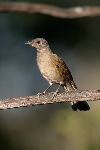 istock Pale-breasted thrush, Turdus leucomelas 450016075
