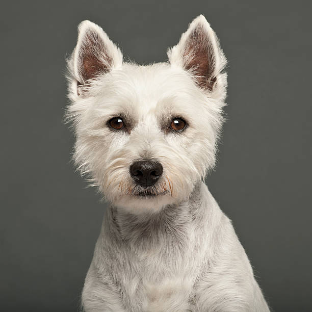 istock West Highland White Terrier, 2 years old, against grey 450016375