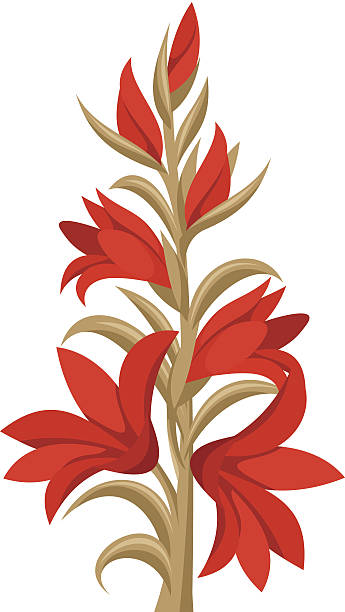 illustrations, cliparts, dessins animés et icônes de rouge glaïeul de fleurs.  illustration vectorielle. - gladiolus flower beauty in nature white background