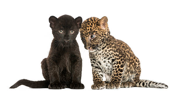 two black and spotted leopard cubs, isolated - leopard 2 個照片及圖片檔