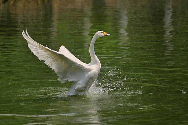 istock wings of the white swan 450016959
