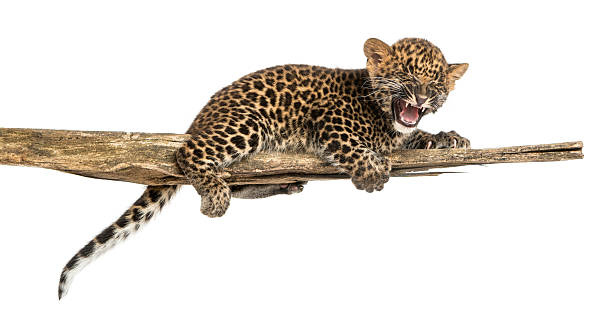 cria de leopardo manchado roaring, solitário, isolado em um ramo - affraid imagens e fotografias de stock