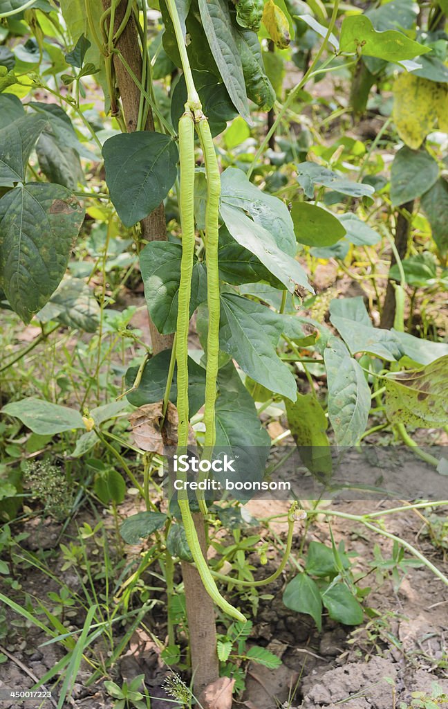 Yardlong bean Yardlong bean plantation Chinese Long Bean Stock Photo