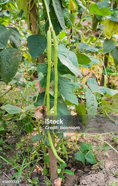 Yardlong Bean Stock Photo - Download Image Now - Chinese Long Bean, Plantation, Agriculture