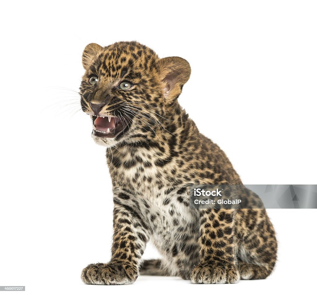 Пятнистый леопард гепарда sitting-, пантера pardus, 7 недель - Стоковые фото Леопард роялти-фри