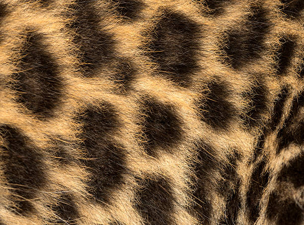 istock Macro of a Spotted Leopard cub's fur - Panthera pardus 450017265