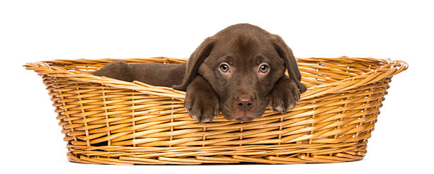 istock Sad Labrador Retriever Puppy lying in a wicker basket 450017325