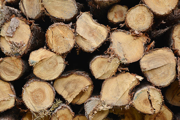 Pile of chopped fire wood prepared for winter Pile of chopped fire wood prepared for winter. fuelwood stock pictures, royalty-free photos & images