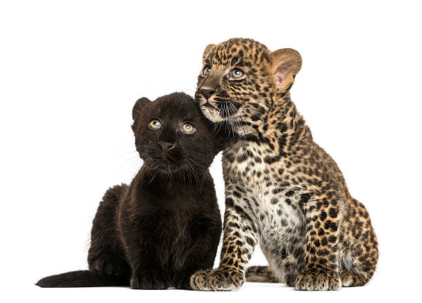 black and spotted leopard cubs sitting next to each other - leopard 2 個照片及圖片檔