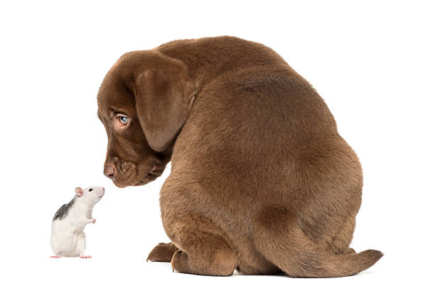 istock Labrador Retriever Puppy and husky rat looking at each other 450017453