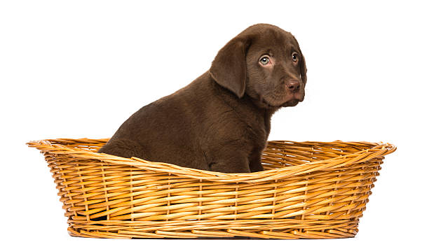 istock Labrador Retriever Puppy sitting in a wicker basket 450017493