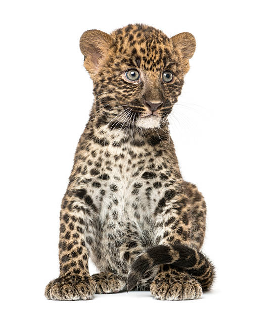 istock Spotted Leopard cub sitting - Panthera pardus, isolated 450017507