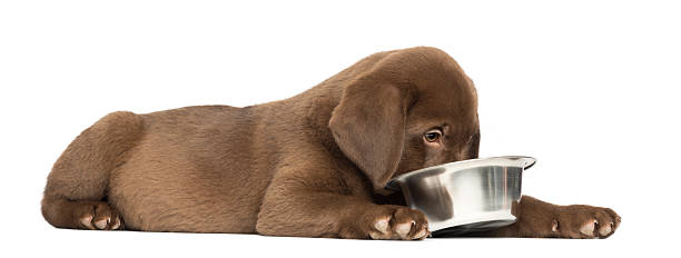 istock Labrador Retriever puppy lying, eating from a dog bowl 450017513