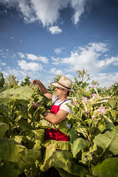 istock farmer at a tobacco plantation 450017567