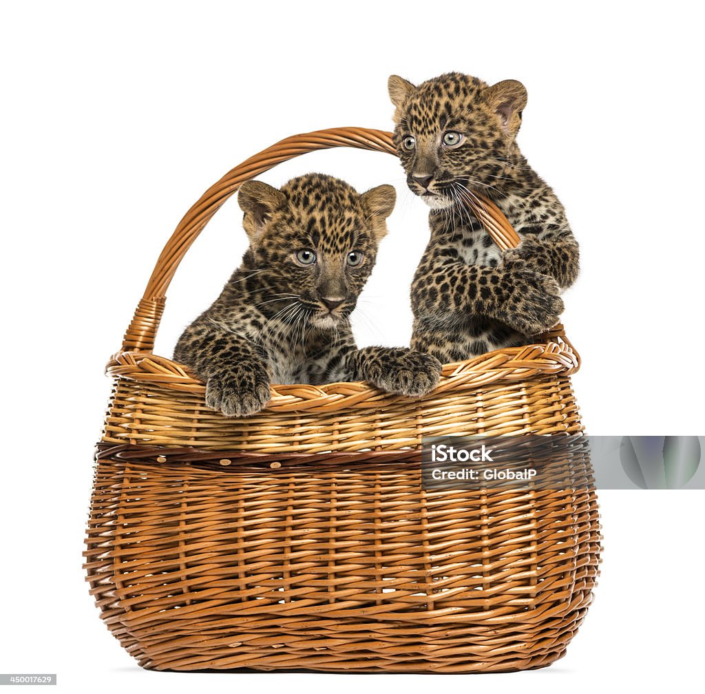 Dois manchas de leopardo cubs no cesto de vime, isolado a branco - Royalty-free Amizade Foto de stock