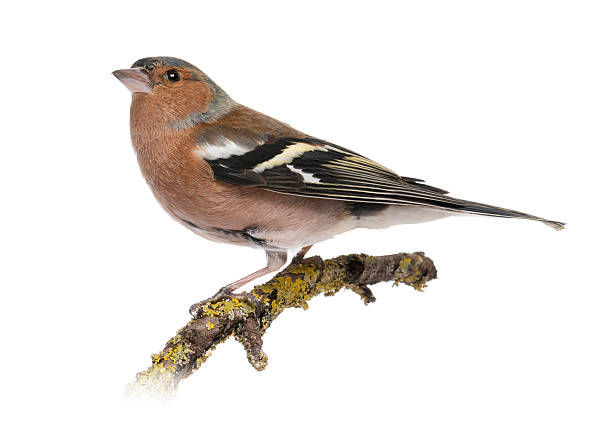 istock Male Common Chaffinch on a branch- Fringilla coelebs 450017647