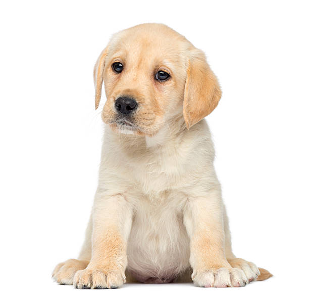 istock Front view of Labrador puppy on white background 450017665