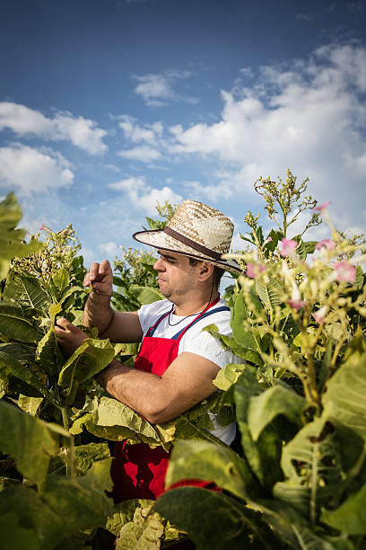istock farmer at a tobacco plantation 450017695