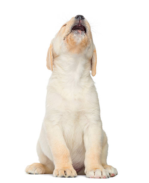 labrador cachorrinho uivando, sentado, isolado a branco - affraid imagens e fotografias de stock