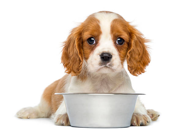 istock Cavalier King Charles Puppy in front of an empty bowl 450017783