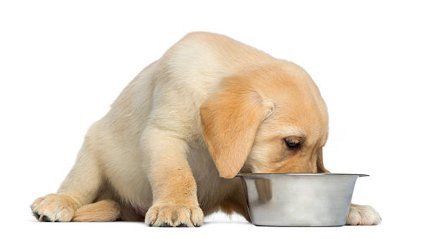 istock Labrador Retriever Puppy eating from his dog bowl 450017837