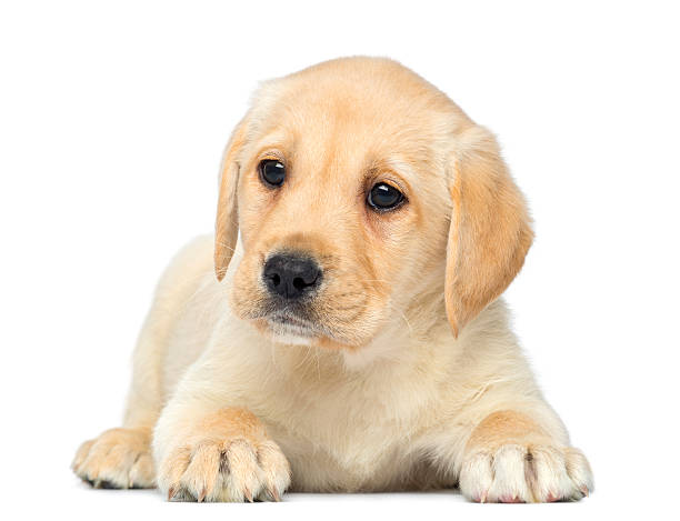 istock Labrador Retriever Puppy lying down, 2 months old, isolated 450017853