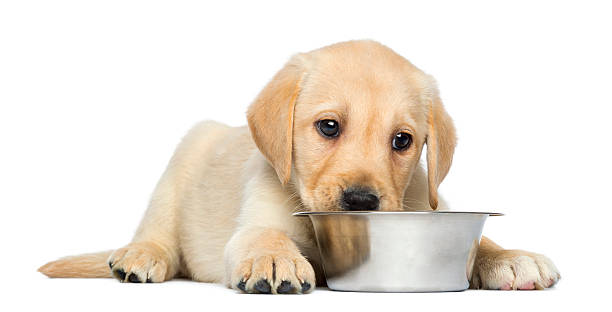 istock Labrador Retriever Puppy lying with metallic bowl 450017865