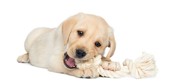 istock Labrador Retriever Puppy lying and chewing a rope toy 450017867