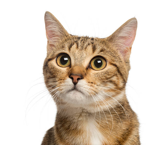 istock Close up of a Mixed-breed cat, 9 months old, isolated 450019985