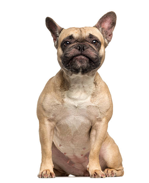 istock French Bulldog, sitting and making a face, isolated 450020019