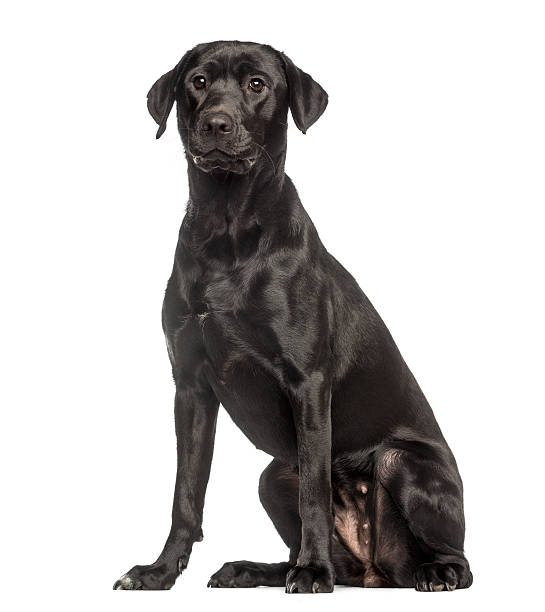 istock Labrador Retriever,1 year old, sitting and facing, isolated 450020079