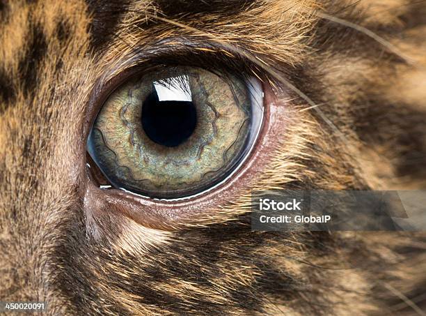 Ojos De Cachorro De Leopardo Manchado Panthera Pardus Foto de stock y más banco de imágenes de Leopardo