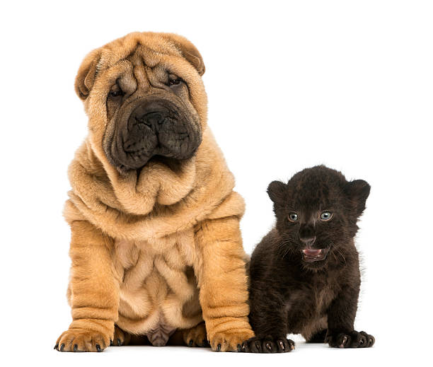 istock Shar pei puppy and Black Leopard cub sitting 450020093