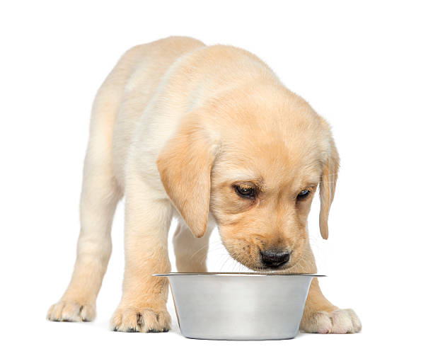 istock Labrador Retriever Puppy looking down at his empty bowl 450020105