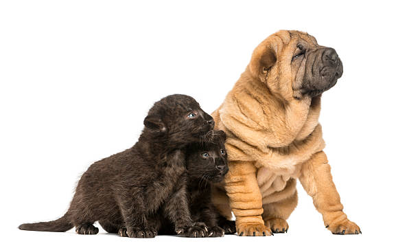 istock Shar pei puppy and Black Leopard cubs sitting, looking away 450020111