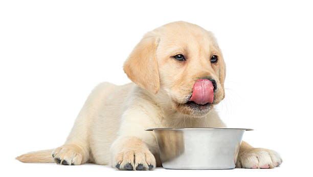istock Labrador Retriever Puppy licking in front of a bowl 450020121
